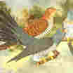 Common Cuckoo